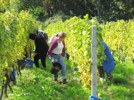 Člani TND Razkrižje obdelujejo vinograd v Šprincu 9